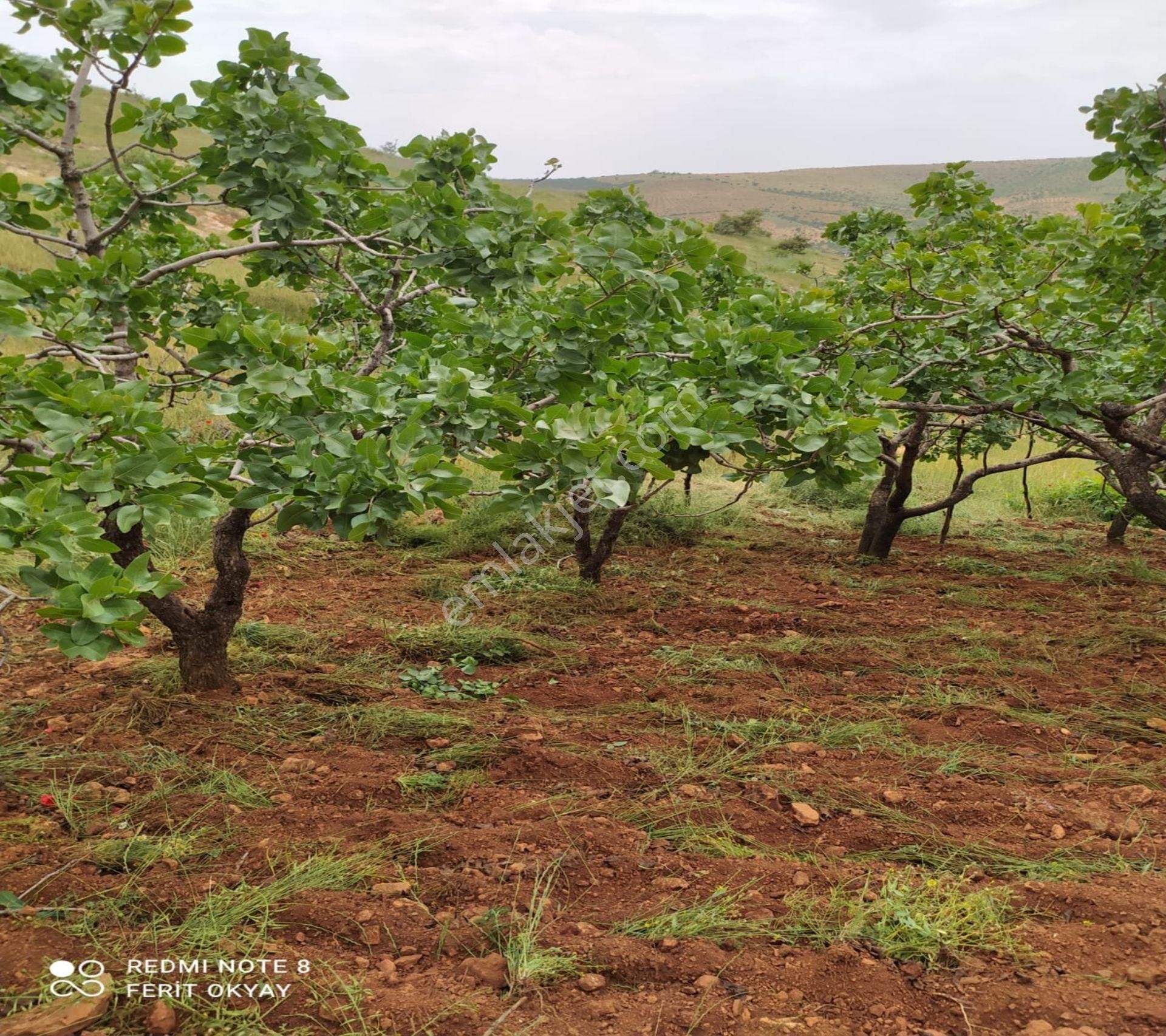 Nizip Salkım Da 38 Dönüm Yatırımlık Fıstıklık - Görsel 4
