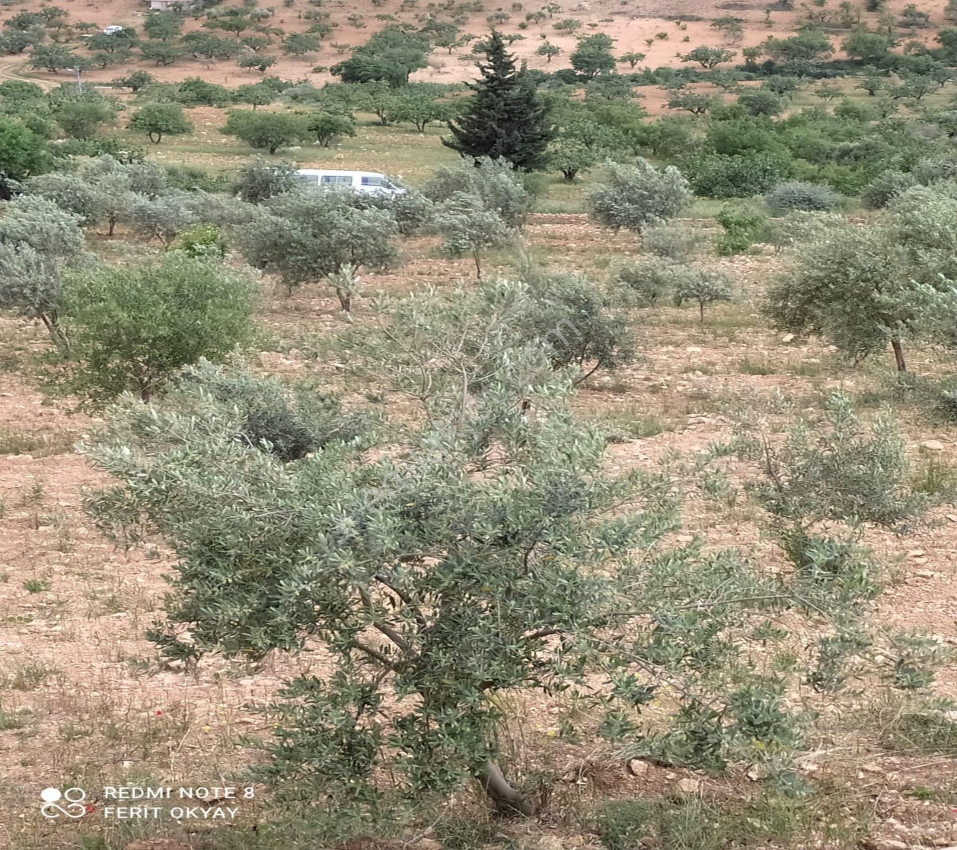 Nizip Salkım Da 38 Dönüm Yatırımlık Fıstıklık - Görsel 20