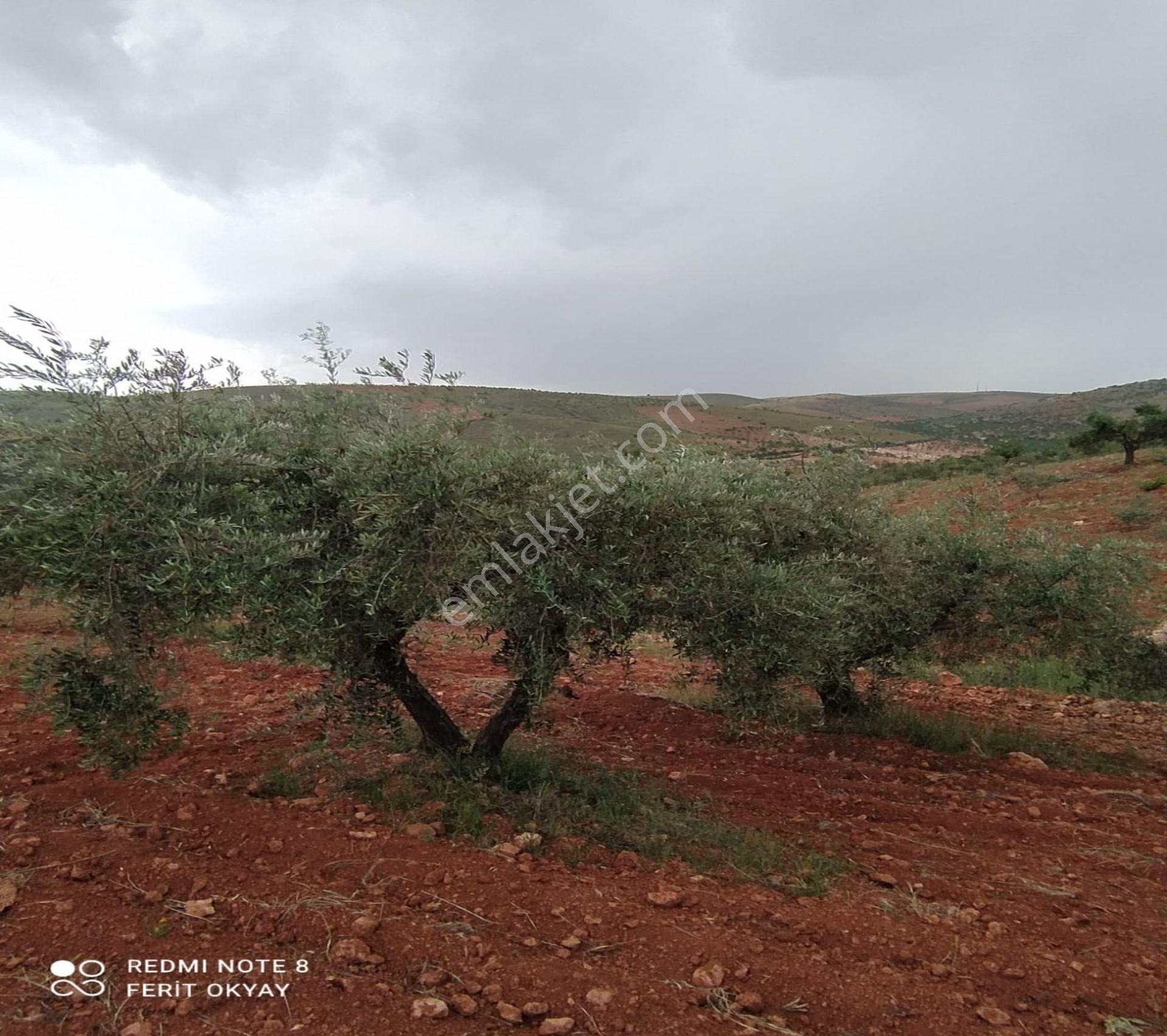 Nizip Salkım Da 38 Dönüm Yatırımlık Fıstıklık - Görsel 12