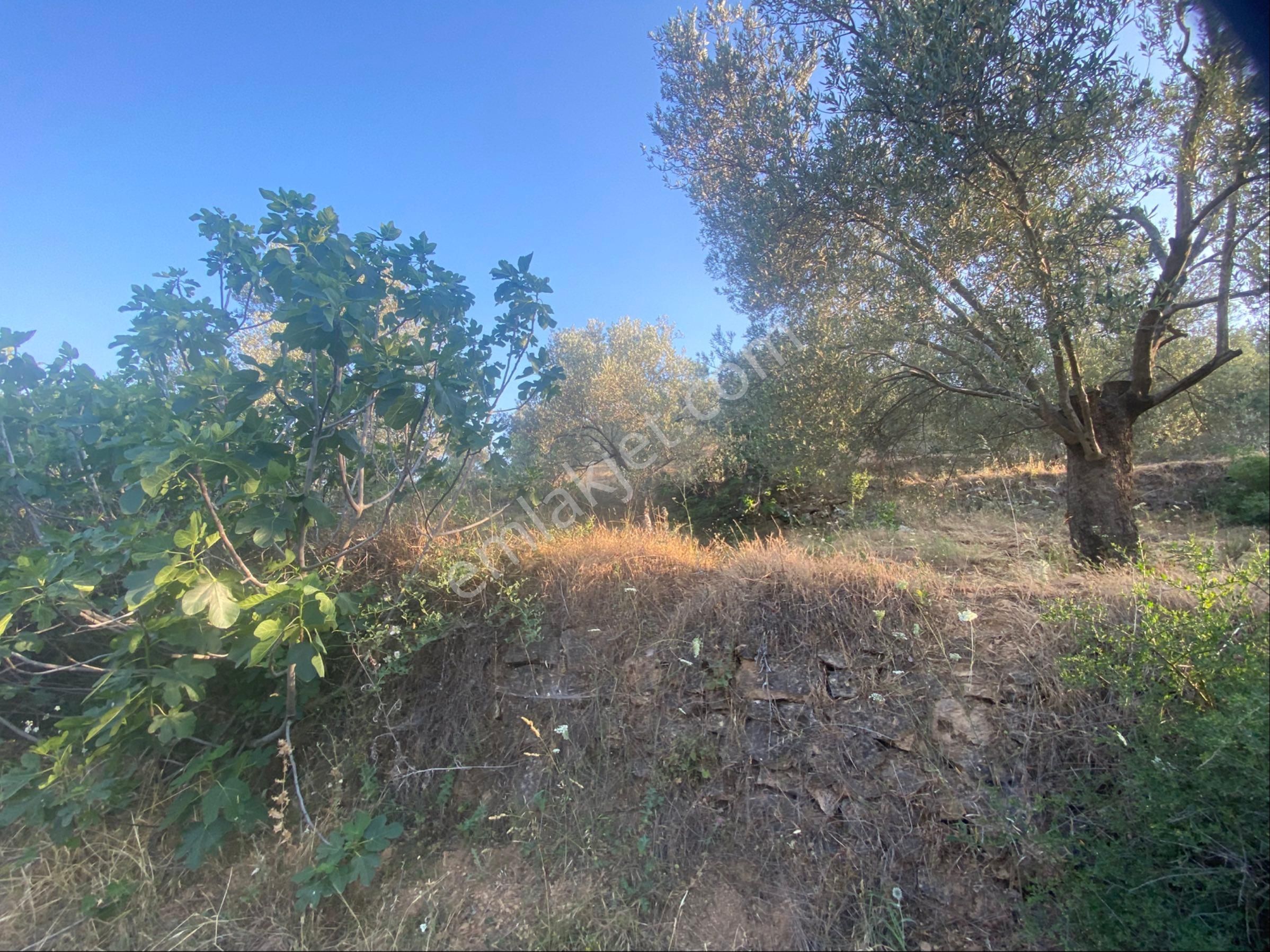 Balıkesir Burhaniyede Satılık Arazi - Görsel 8