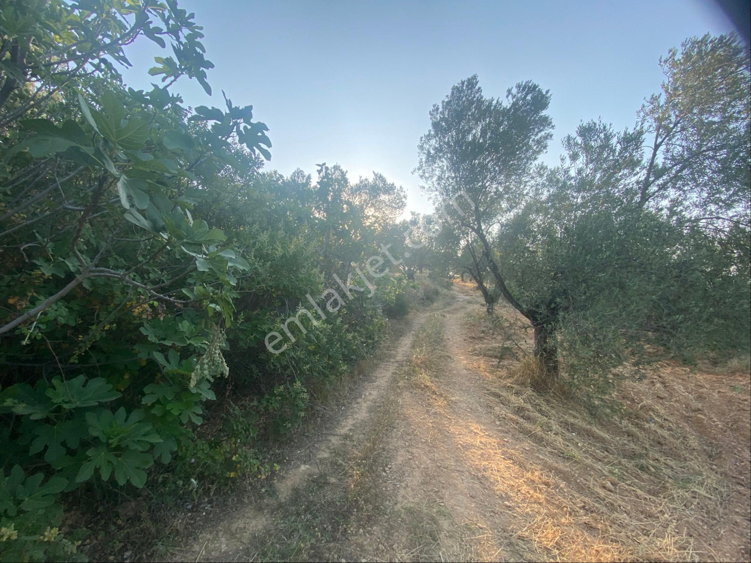 Balıkesir Burhaniyede Satılık Arazi - Görsel 11