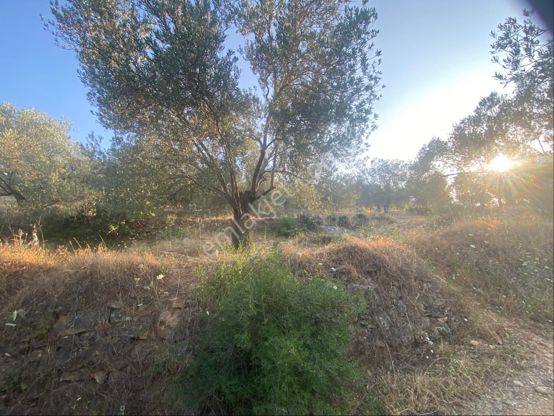 Balıkesir Burhaniyede Satılık Arazi - Görsel 9