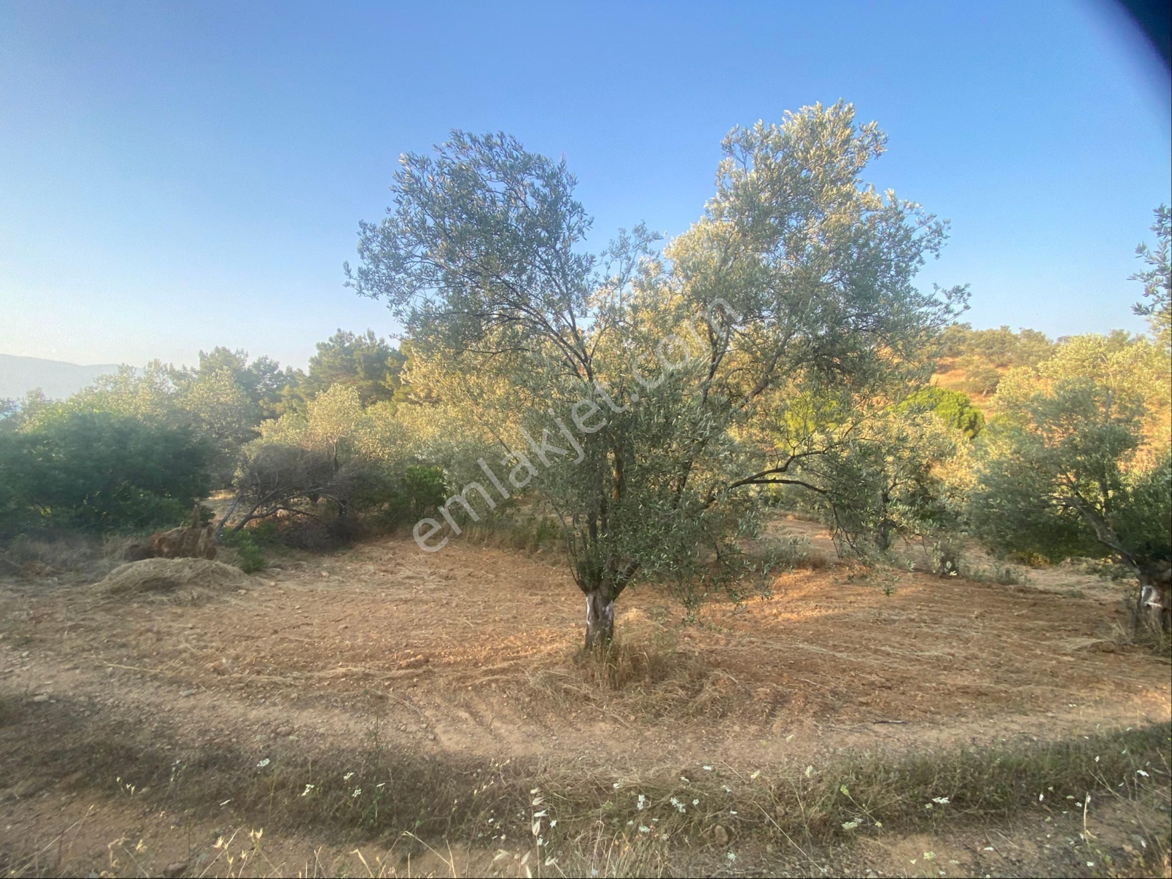 Balıkesir Burhaniyede Satılık Arazi - Görsel 5