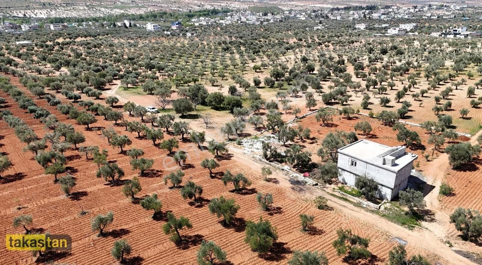 Aşağıarıl Tek Tapu Ful Mahsüllü Zeytin Yanında Bağevleri Fırsat