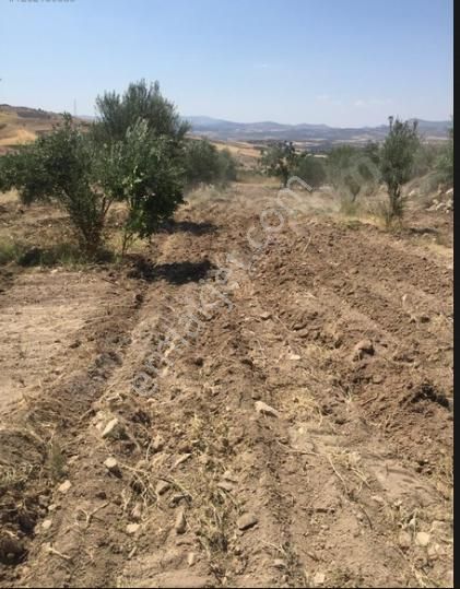 Burç Kale - Şahinbey'de Satılık Asfalta Yakın Bağevlik Arazi.