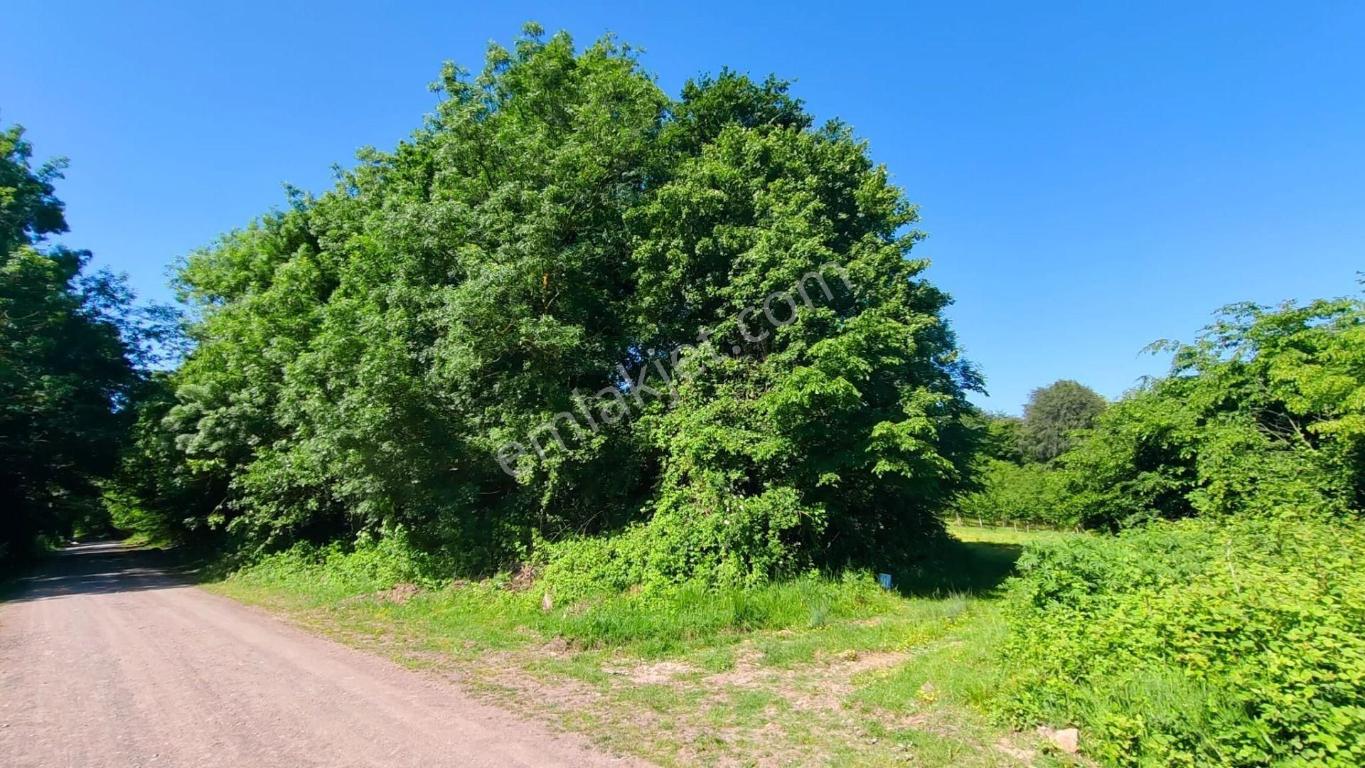 Altın Emlak'tan Ketenciler Köyü'nde Yola Cephe Tarla - Görsel 20