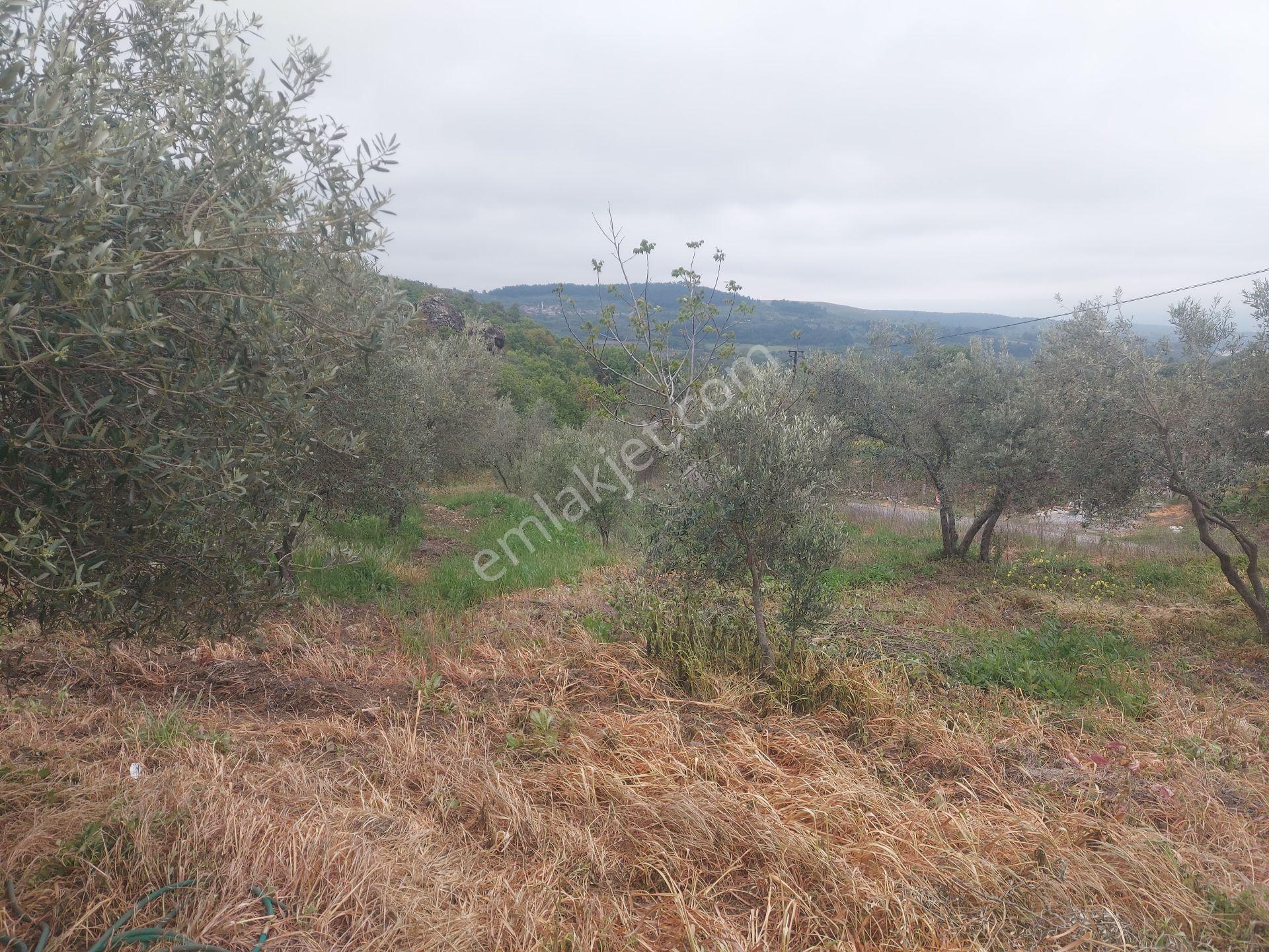Karacahisar Soma'da Köy İçinde Eşyalı Ev, 2 Dönüm Zeytinlik - Görsel 29
