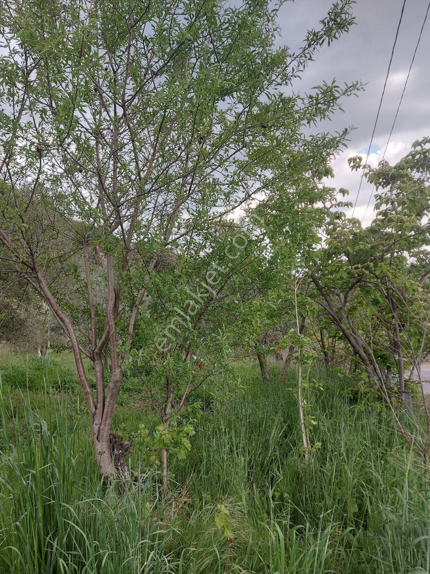 Karacahisar Soma'da Köy İçinde Eşyalı Ev, 2 Dönüm Zeytinlik - Görsel 13
