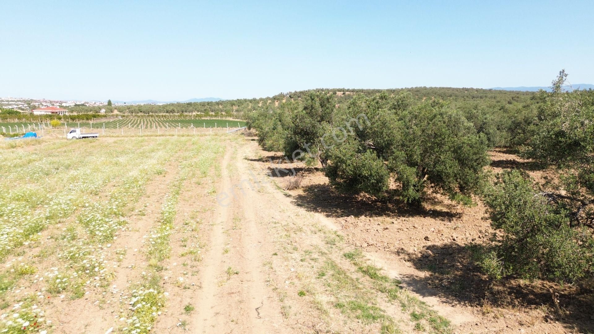 ⚠ Gfa Grup’tan Artur Karaağaçta 13000 M2 Satılık Zeytinlik⚠