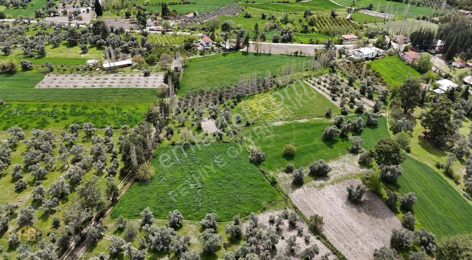 Seydikemer Çayan Mh 3.792 M² Tek Tapu Arazi