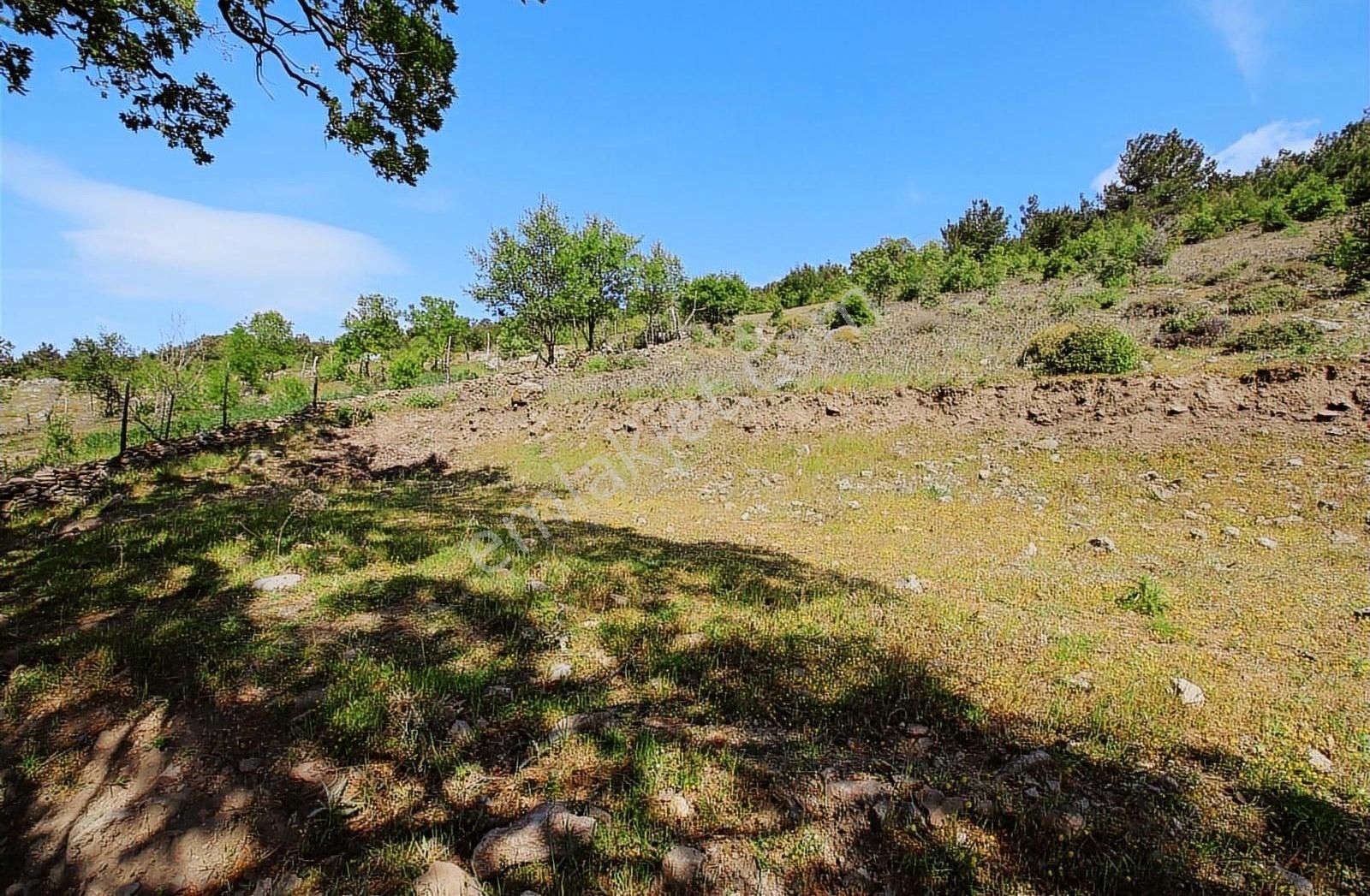 C21 My Madradan Burhaniye Kuyucak Köyünde 303 M2 Konut Arsası