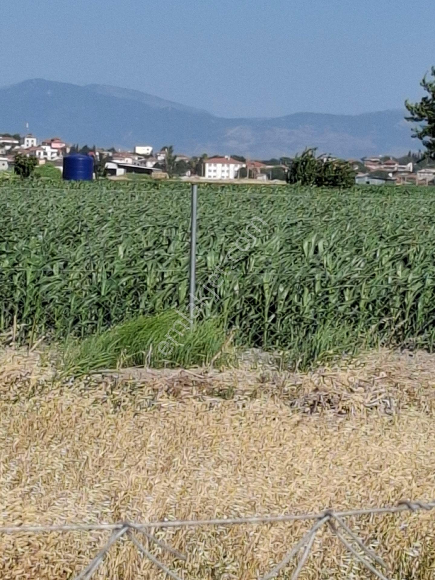 Foça Gerenköyde 296 M2 Bahçe Acil Satılıktır - Görsel 16
