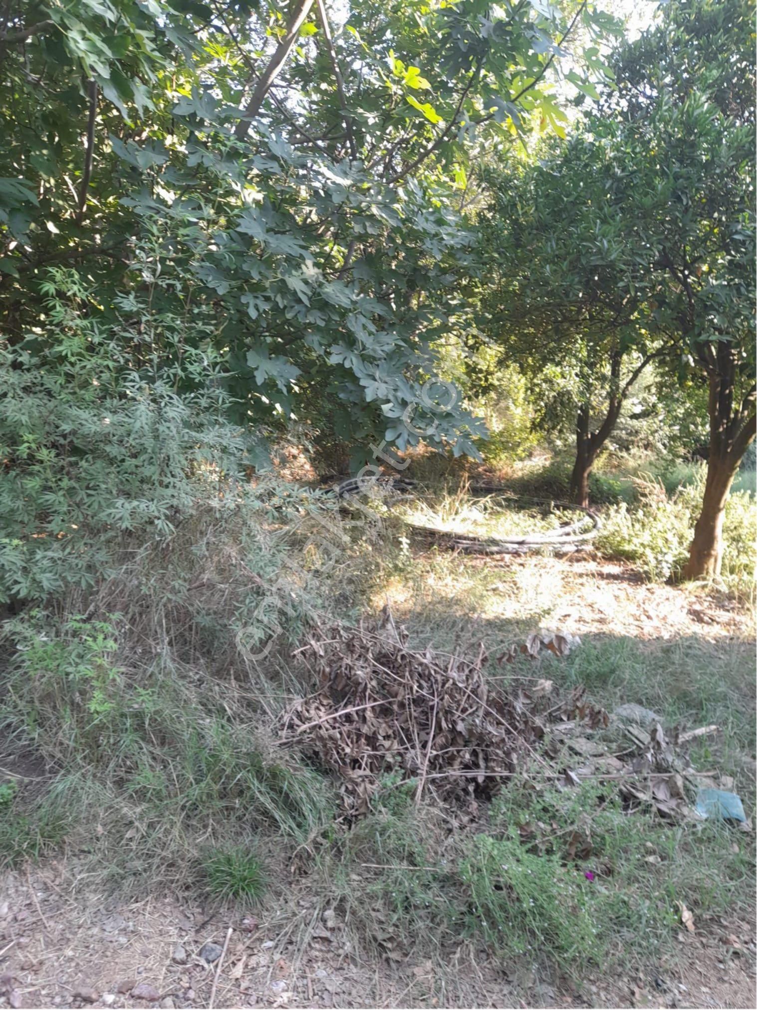 Denizli Acıpayamda Alıcı Da Satılık Tarla