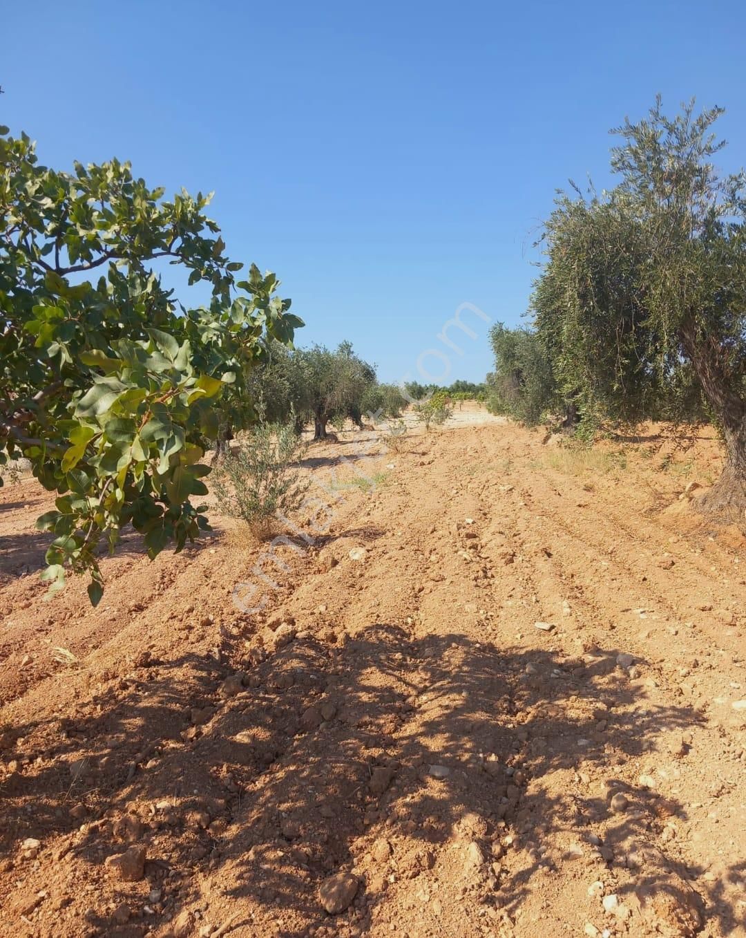 Uluyatır ' Da Satılık Fıstık Zeytin Karışık Arazi. Benim De Arazim Olsun Diyorsanız Sizin İçin...