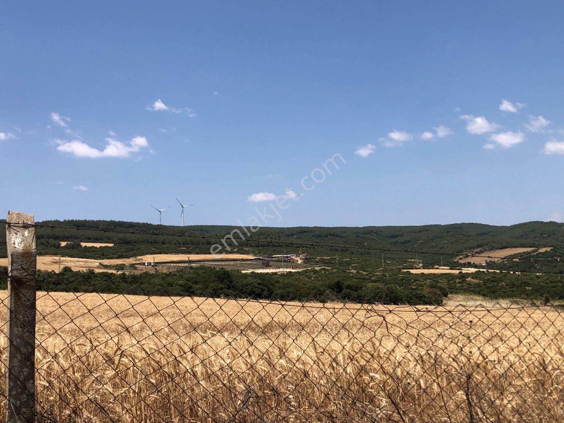 Şarköy De Işık Emlakta Şenköy Mah De 13.000 M2 Çevizlik Ve Tarla - Görsel 21