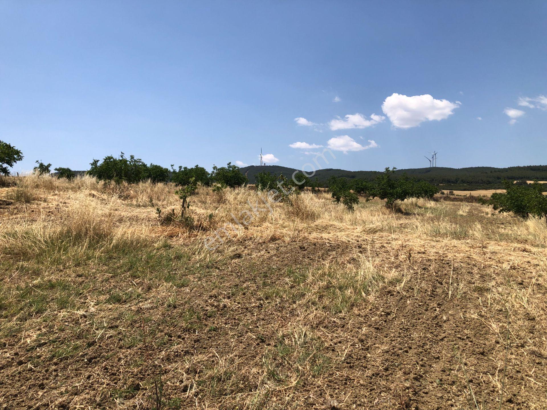 Şarköy De Işık Emlakta Şenköy Mah De 13.000 M2 Çevizlik Ve Tarla - Görsel 13