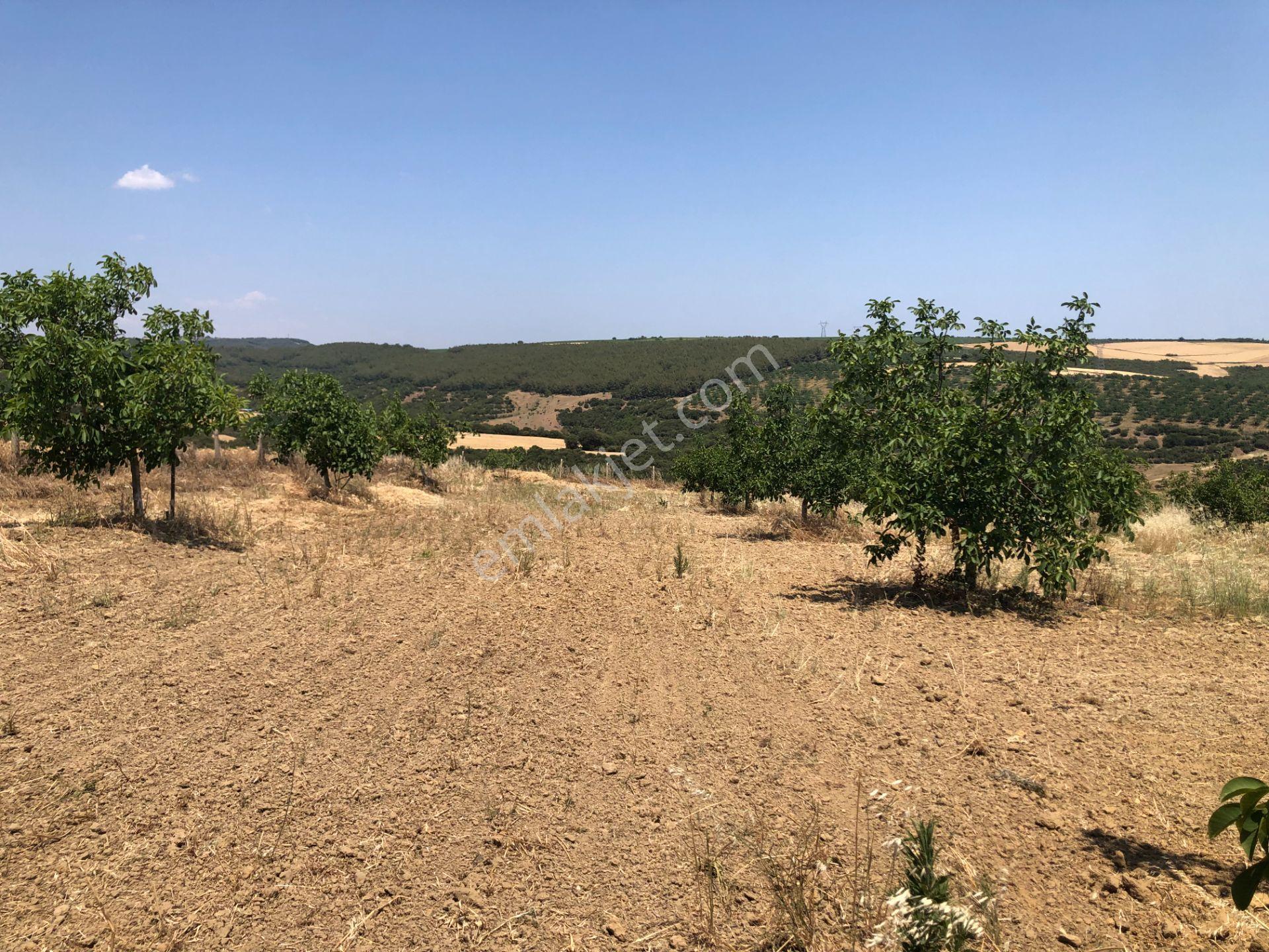 Şarköy De Işık Emlakta Şenköy Mah De 13.000 M2 Çevizlik Ve Tarla - Görsel 5