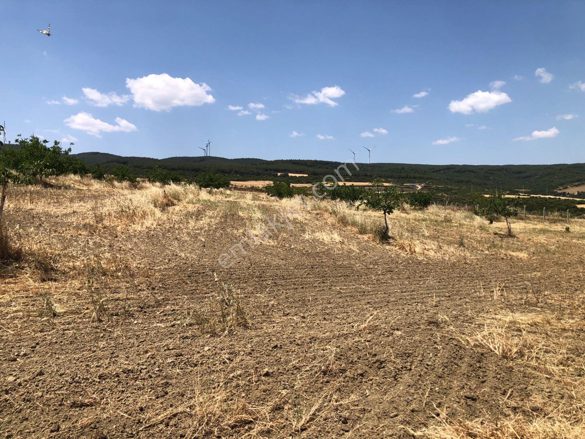 Şarköy De Işık Emlakta Şenköy Mah De 13.000 M2 Çevizlik Ve Tarla - Görsel 14