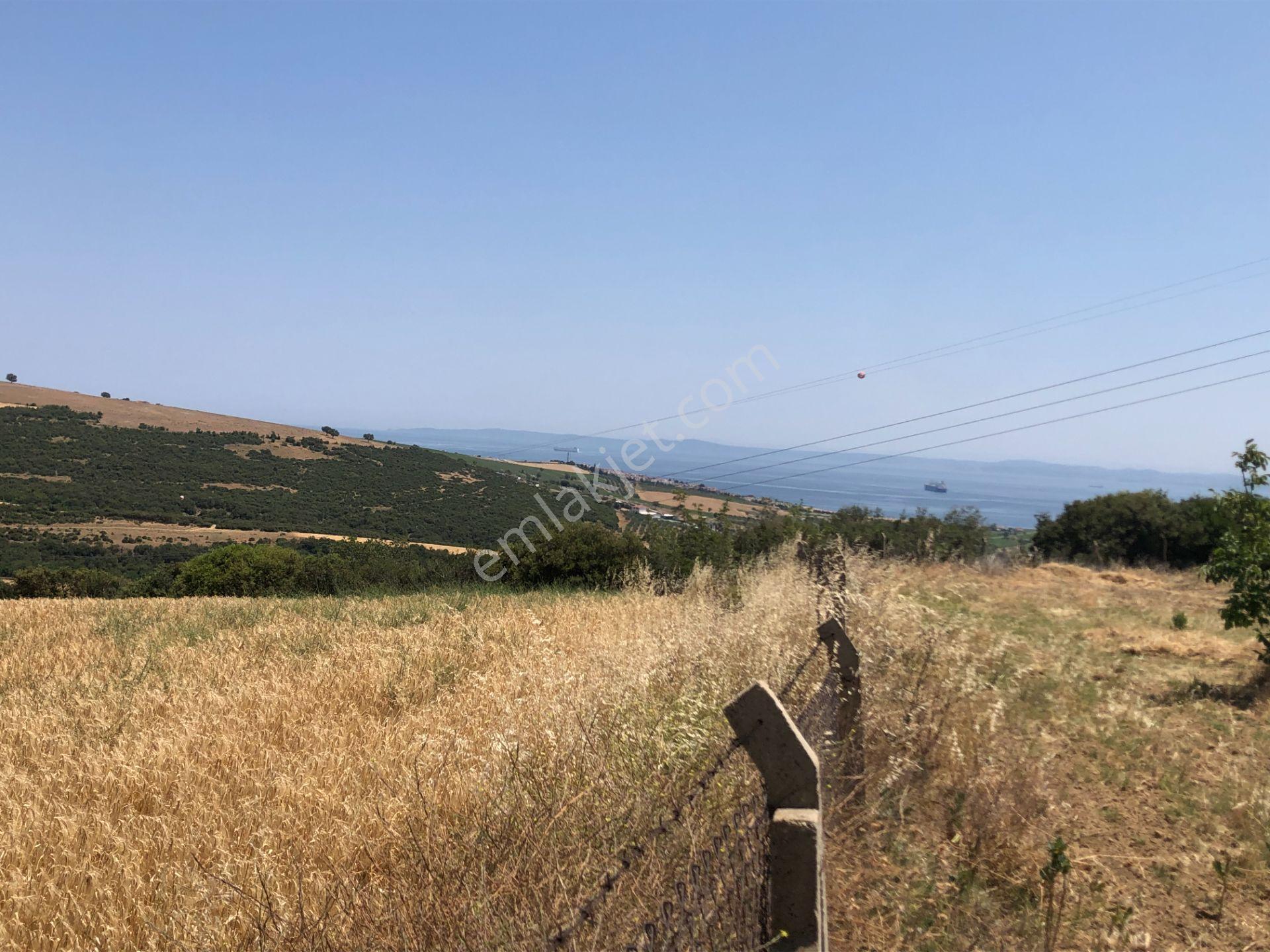 Şarköy De Işık Emlakta Şenköy Mah De 13.000 M2 Çevizlik Ve Tarla - Görsel 19