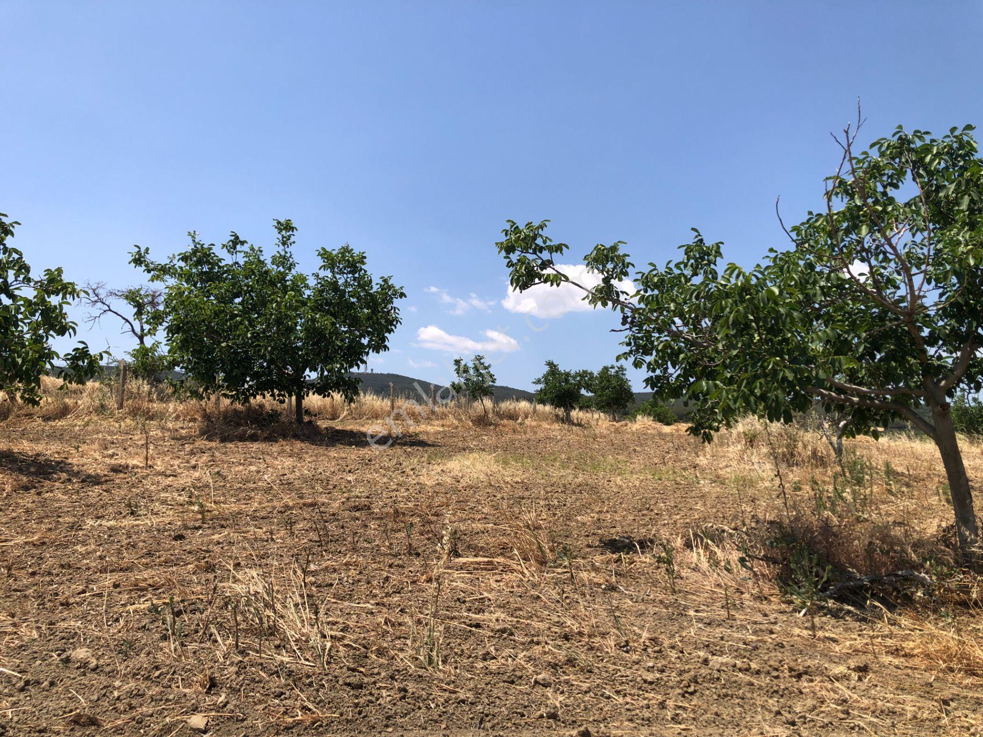 Şarköy De Işık Emlakta Şenköy Mah De 13.000 M2 Çevizlik Ve Tarla - Görsel 4