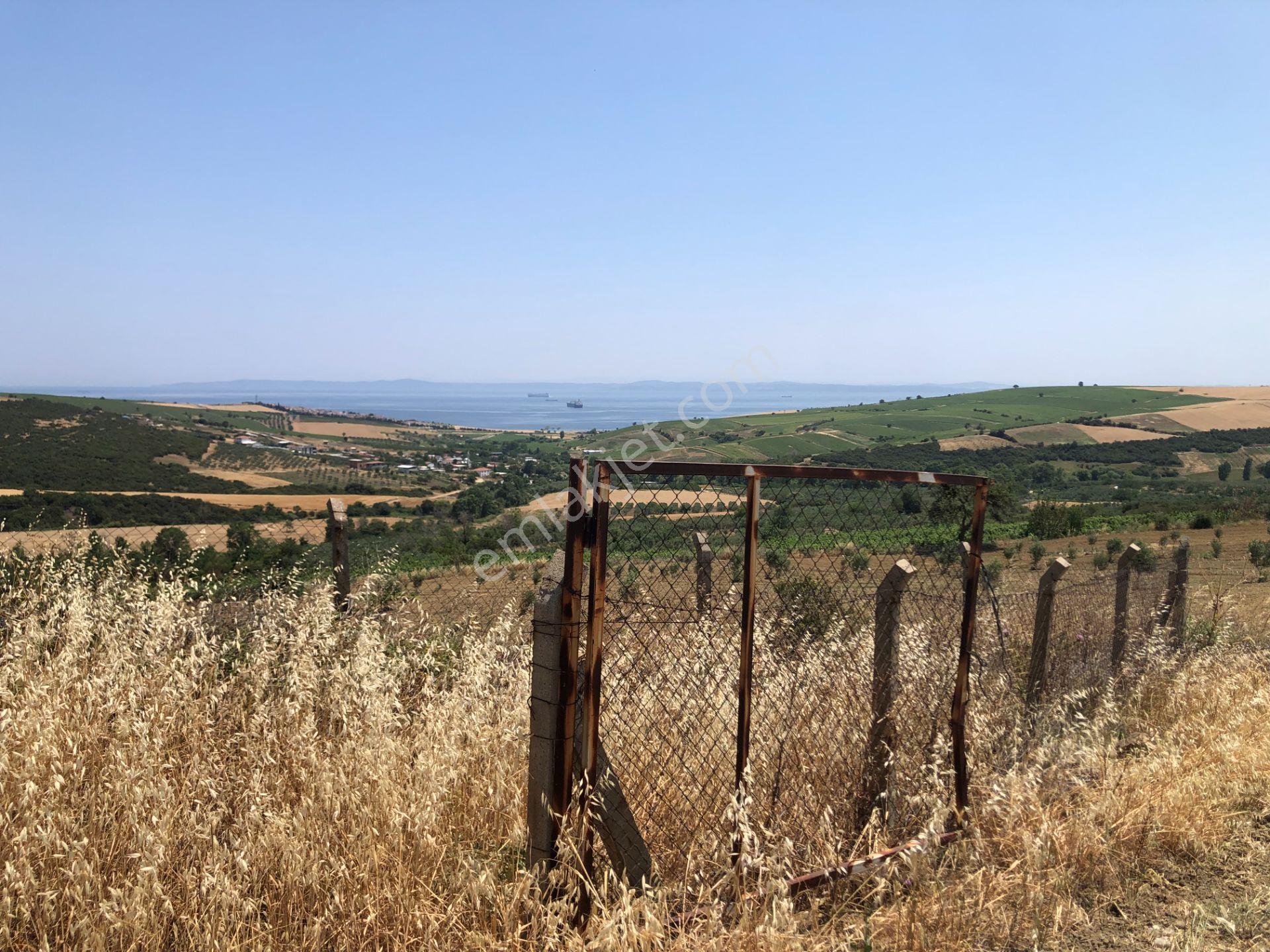 Şarköy De Işık Emlakta Şenköy Mah De 13.000 M2 Çevizlik Ve Tarla - Görsel 26