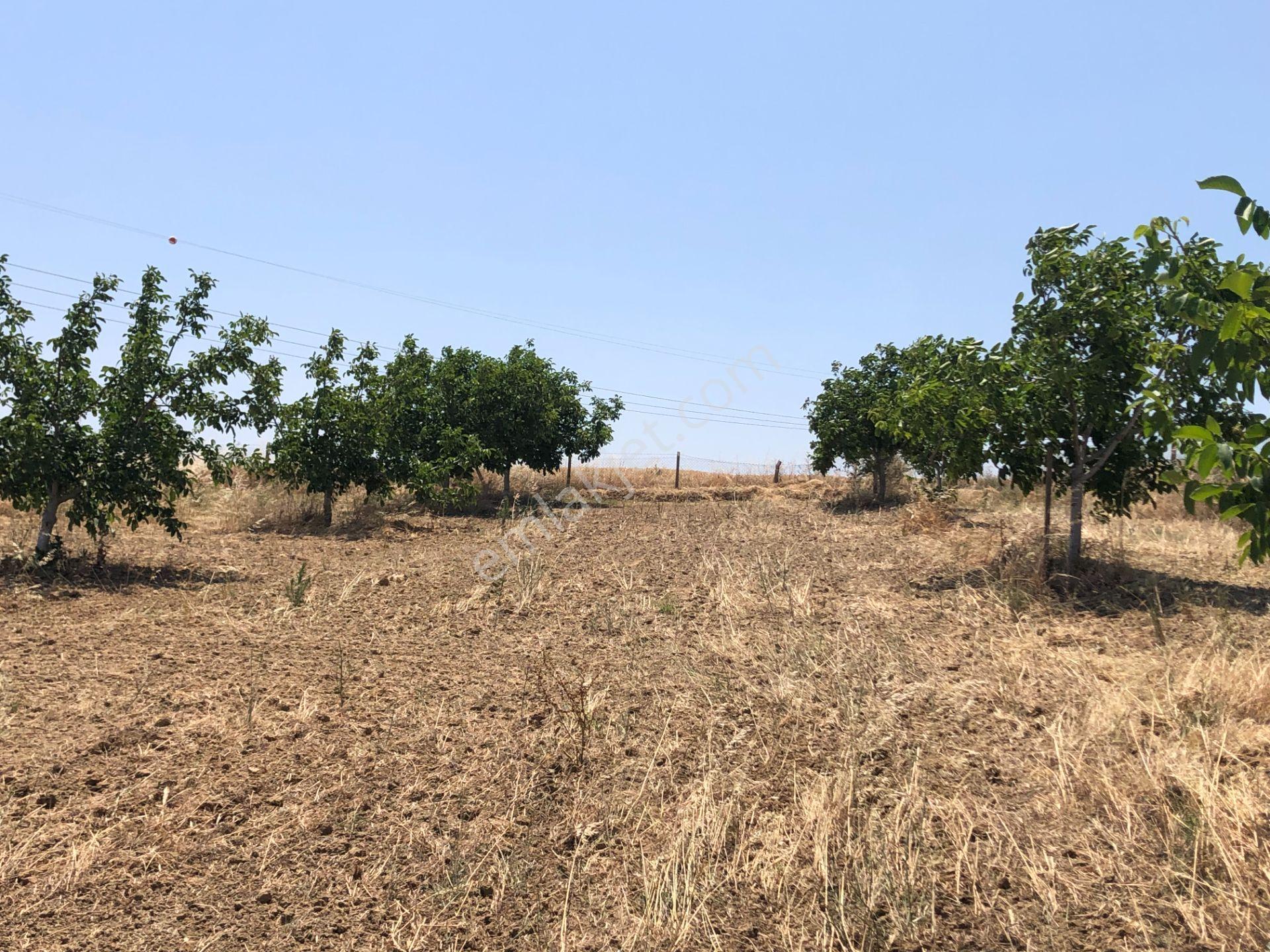 Şarköy De Işık Emlakta Şenköy Mah De 13.000 M2 Çevizlik Ve Tarla - Görsel 20