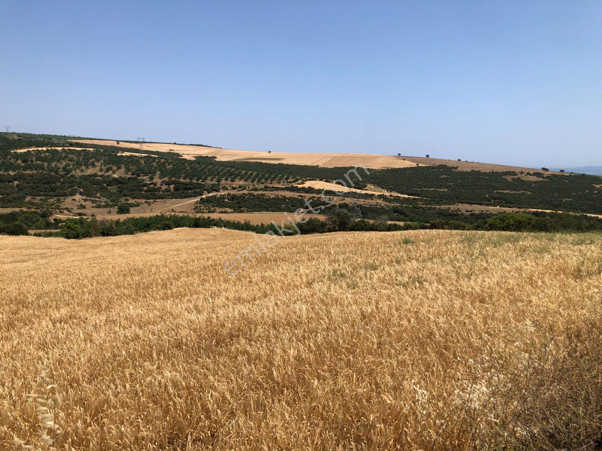 Şarköy De Işık Emlakta Şenköy Mah De 13.000 M2 Çevizlik Ve Tarla - Görsel 16