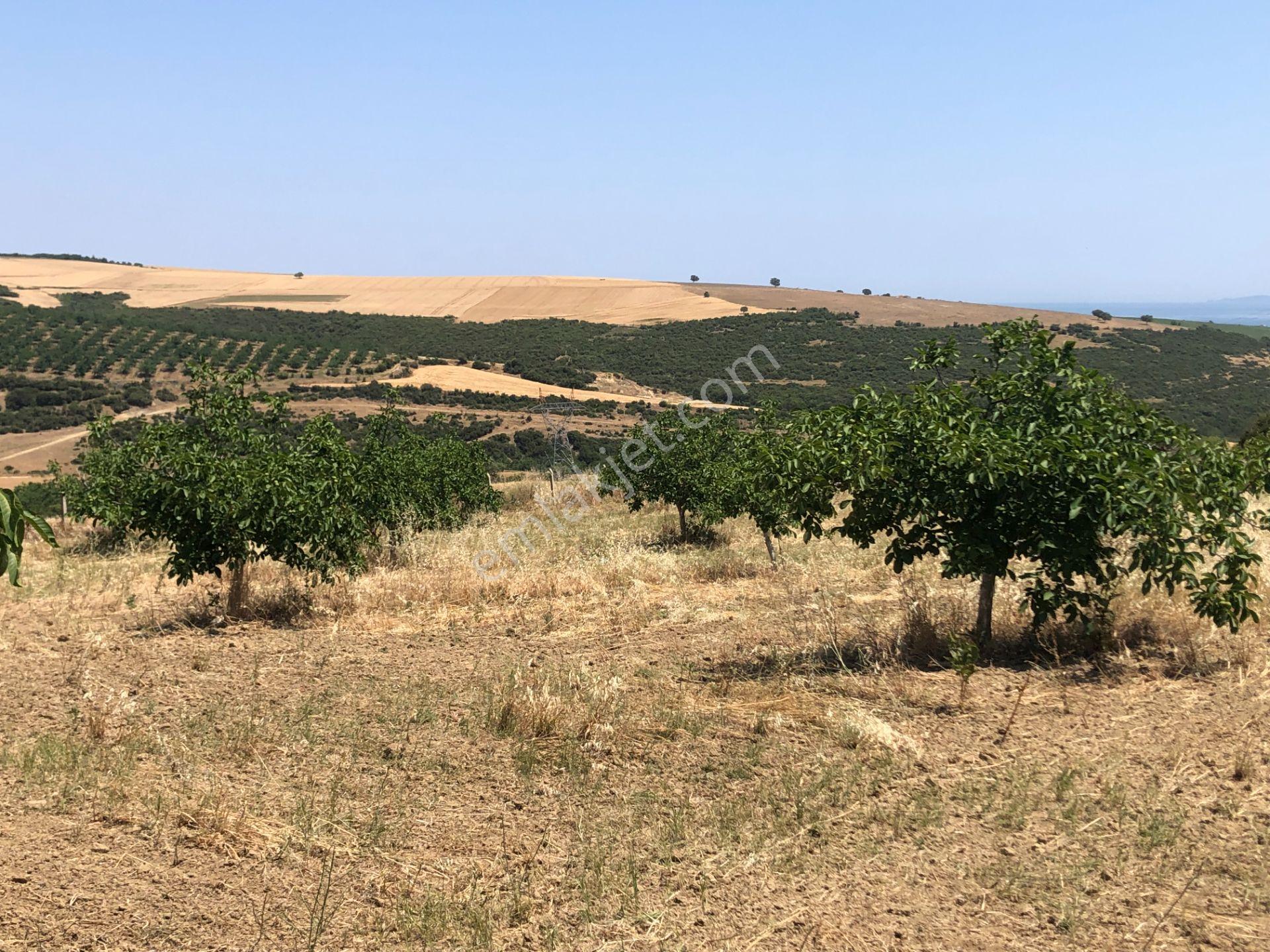 Şarköy De Işık Emlakta Şenköy Mah De 13.000 M2 Çevizlik Ve Tarla - Görsel 22