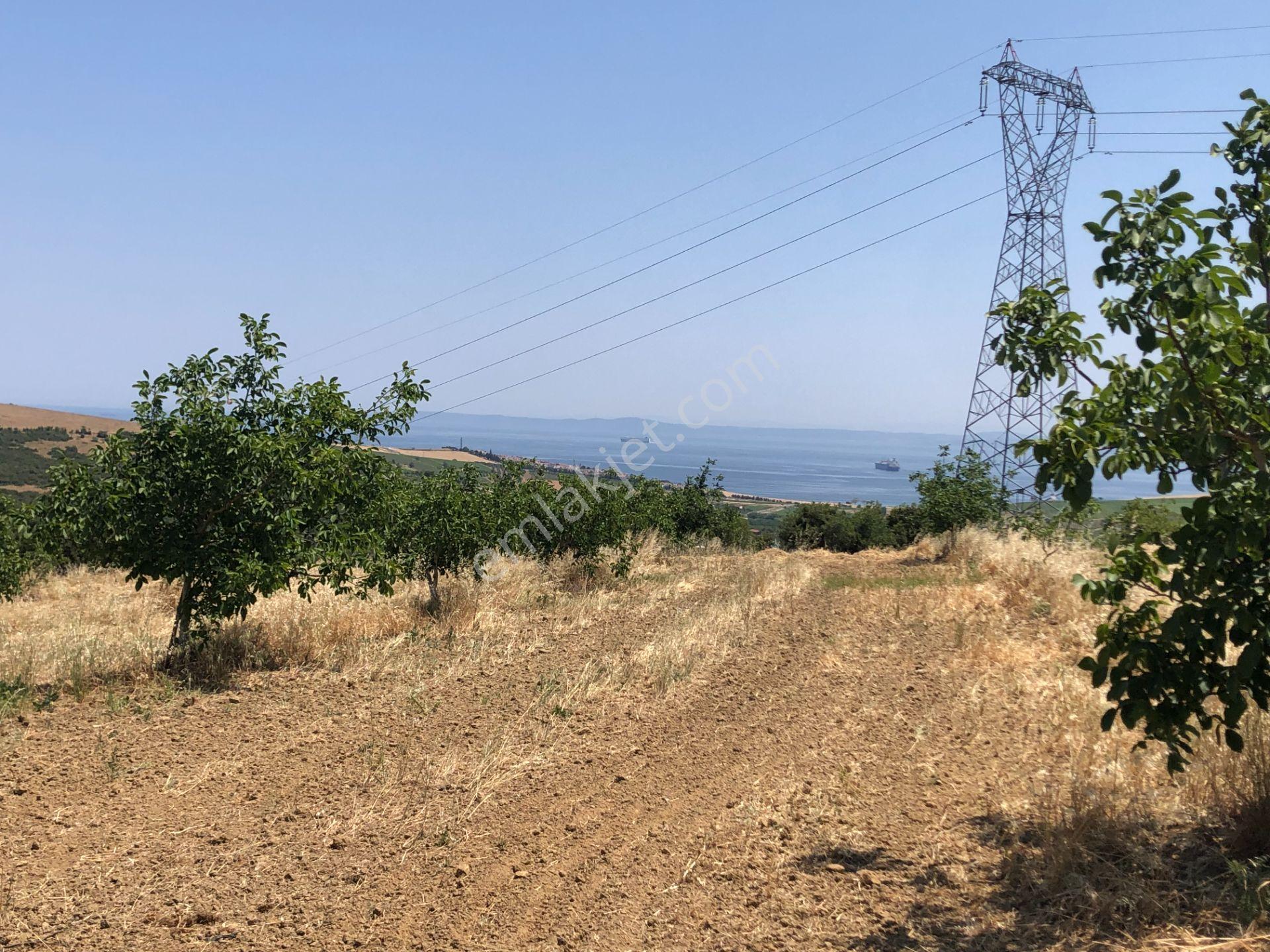 Şarköy De Işık Emlakta Şenköy Mah De 13.000 M2 Çevizlik Ve Tarla - Görsel 23