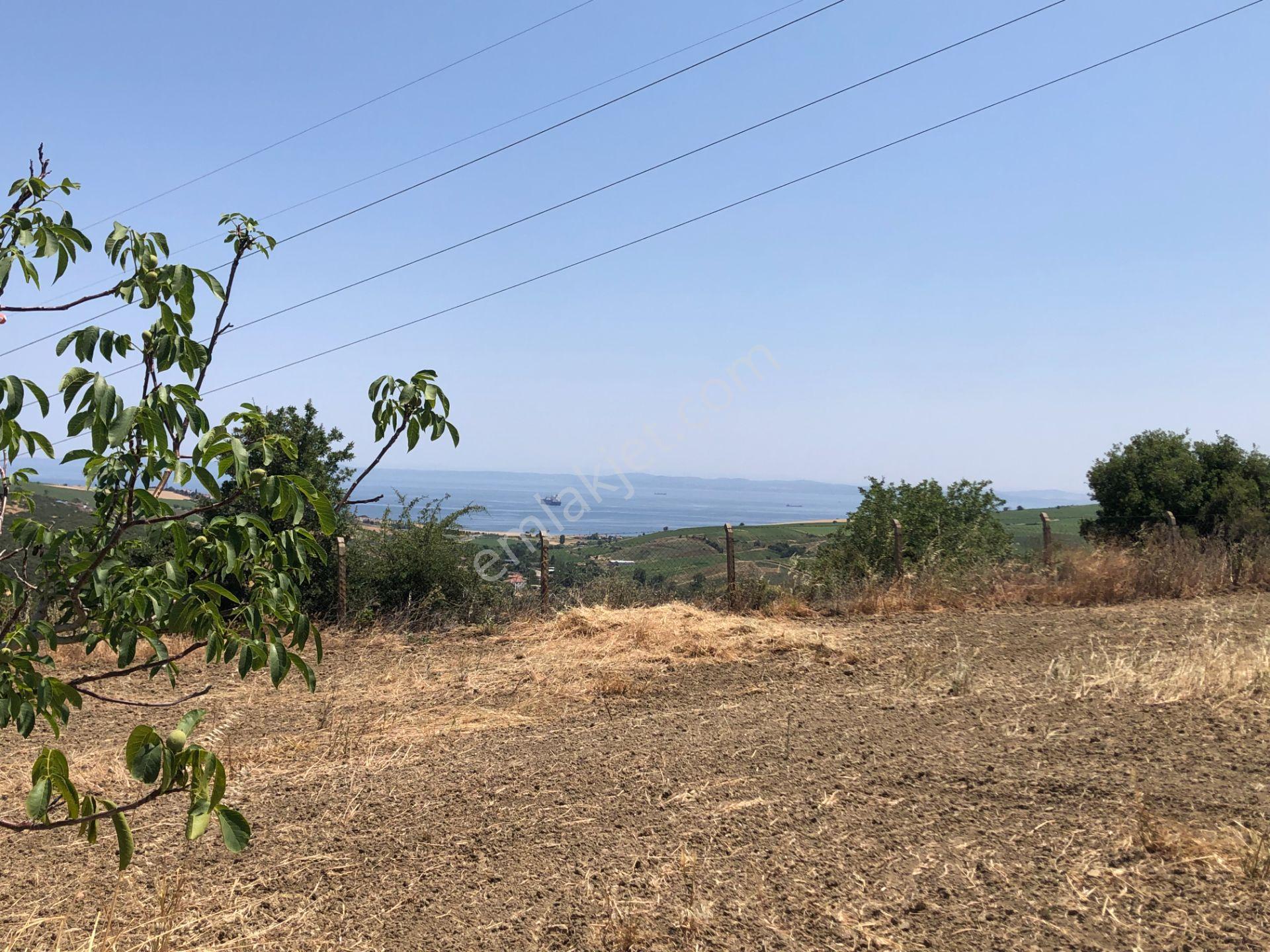 Şarköy De Işık Emlakta Şenköy Mah De 13.000 M2 Çevizlik Ve Tarla - Görsel 2