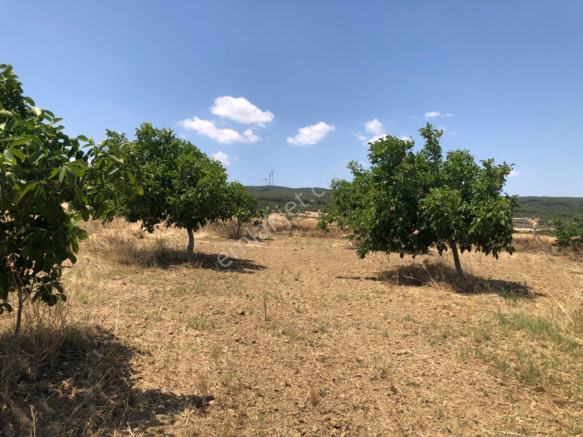 Şarköy De Işık Emlakta Şenköy Mah De 13.000 M2 Çevizlik Ve Tarla - Görsel 8