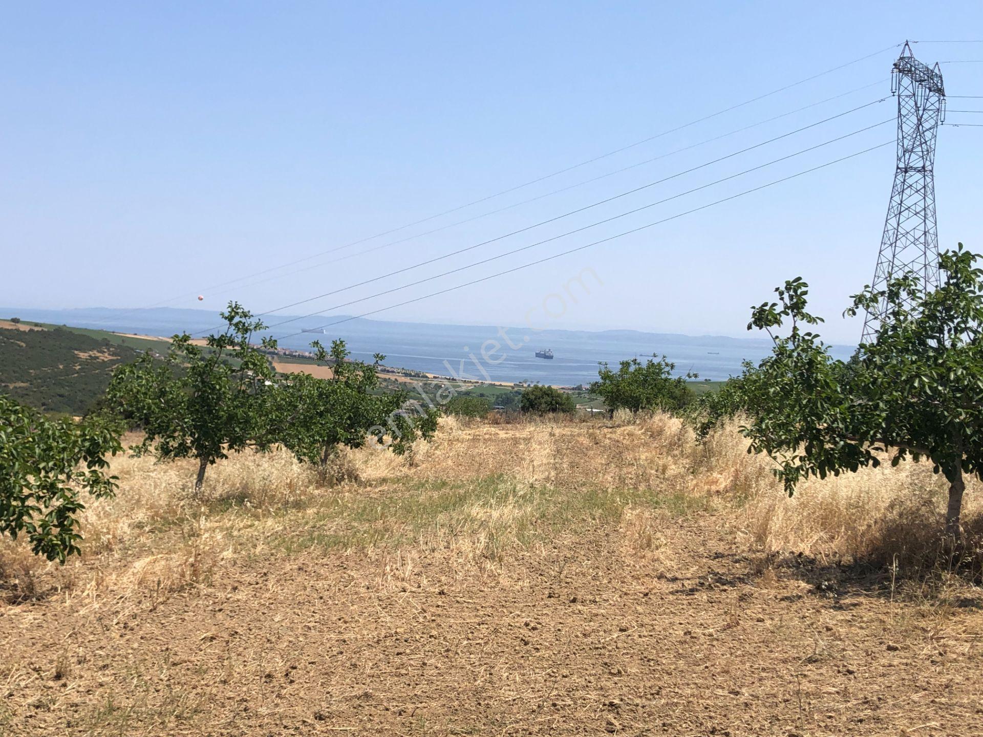 Şarköy De Işık Emlakta Şenköy Mah De 13.000 M2 Çevizlik Ve Tarla - Görsel 10