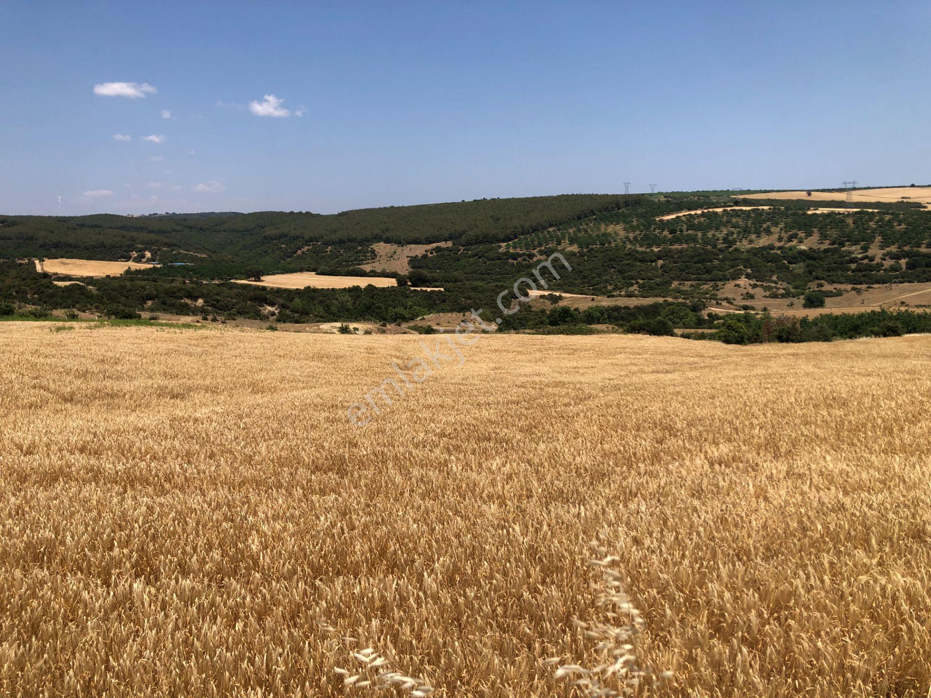 Şarköy De Işık Emlakta Şenköy Mah De 13.000 M2 Çevizlik Ve Tarla - Görsel 11