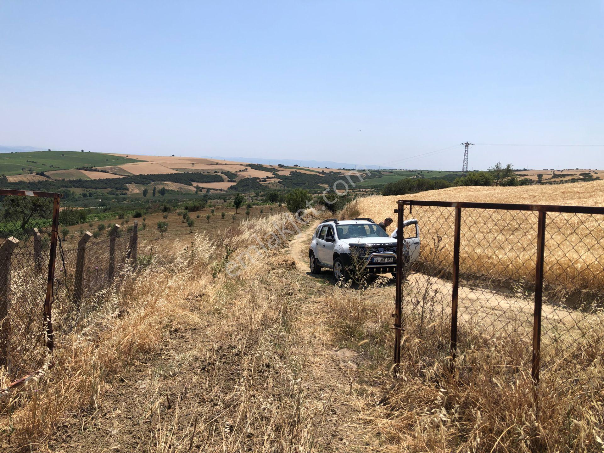Şarköy De Işık Emlakta Şenköy Mah De 13.000 M2 Çevizlik Ve Tarla - Görsel 12