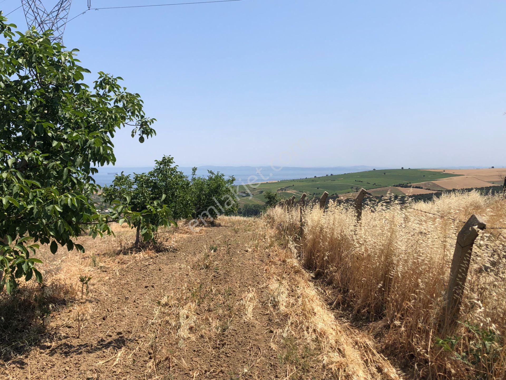 Şarköy De Işık Emlakta Şenköy Mah De 13.000 M2 Çevizlik Ve Tarla - Görsel 7