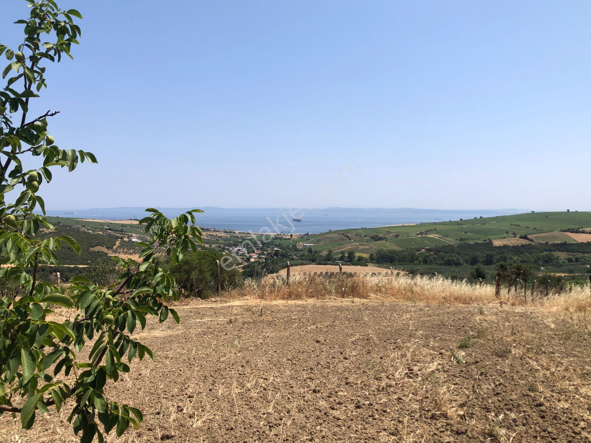 Şarköy De Işık Emlakta Şenköy Mah De 13.000 M2 Çevizlik Ve Tarla - Görsel 9