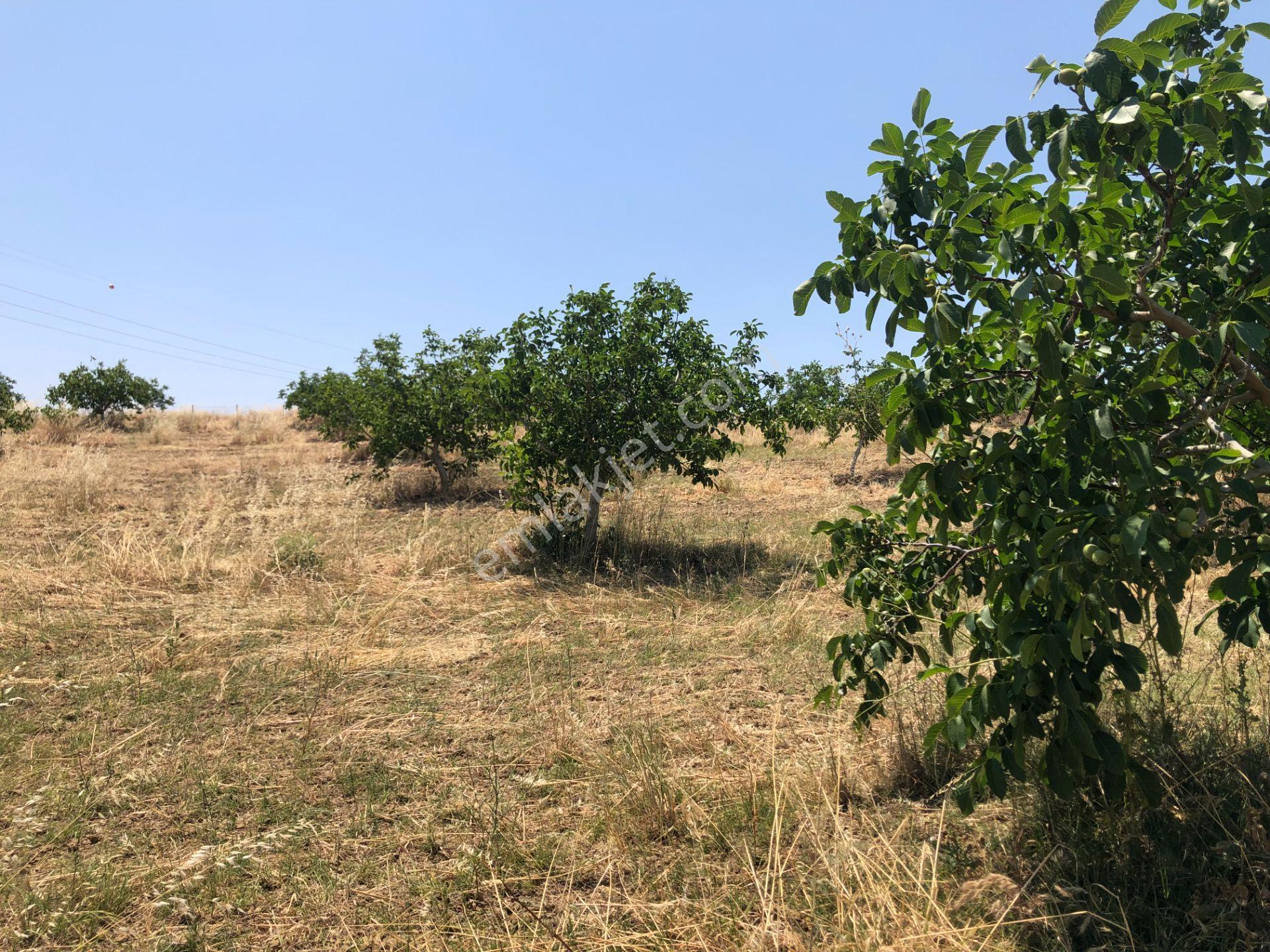 Şarköy De Işık Emlakta Şenköy Mah De 13.000 M2 Çevizlik Ve Tarla - Görsel 18