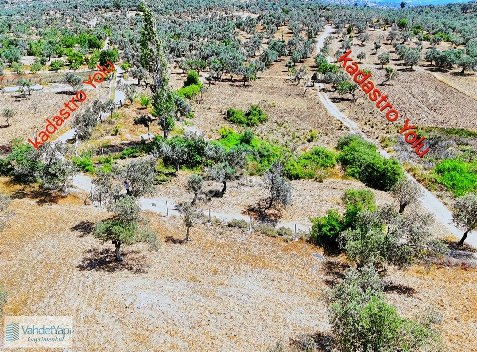 Vahdet'ten Tepeoba'da 5.013 M² Yatırım Fırsatı Satılık Zeytinlik - Görsel 30