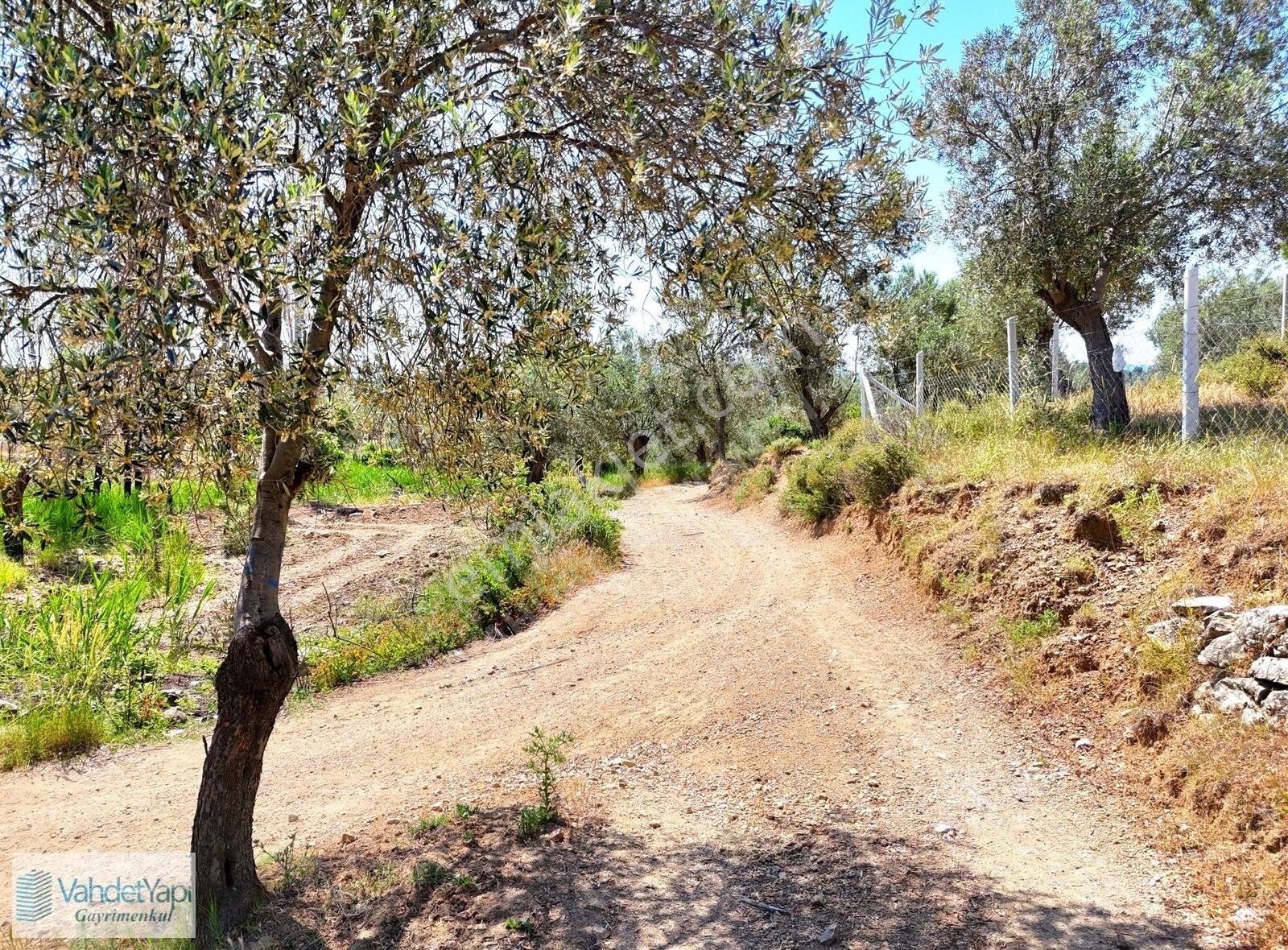 Vahdet'ten Tepeoba'da 5.013 M² Yatırım Fırsatı Satılık Zeytinlik - Görsel 23