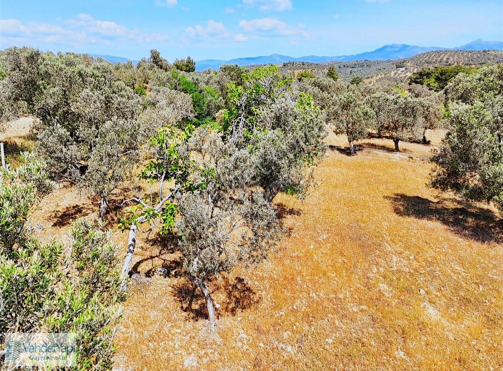 Vahdet'ten Tepeoba'da 5.013 M² Yatırım Fırsatı Satılık Zeytinlik - Görsel 31