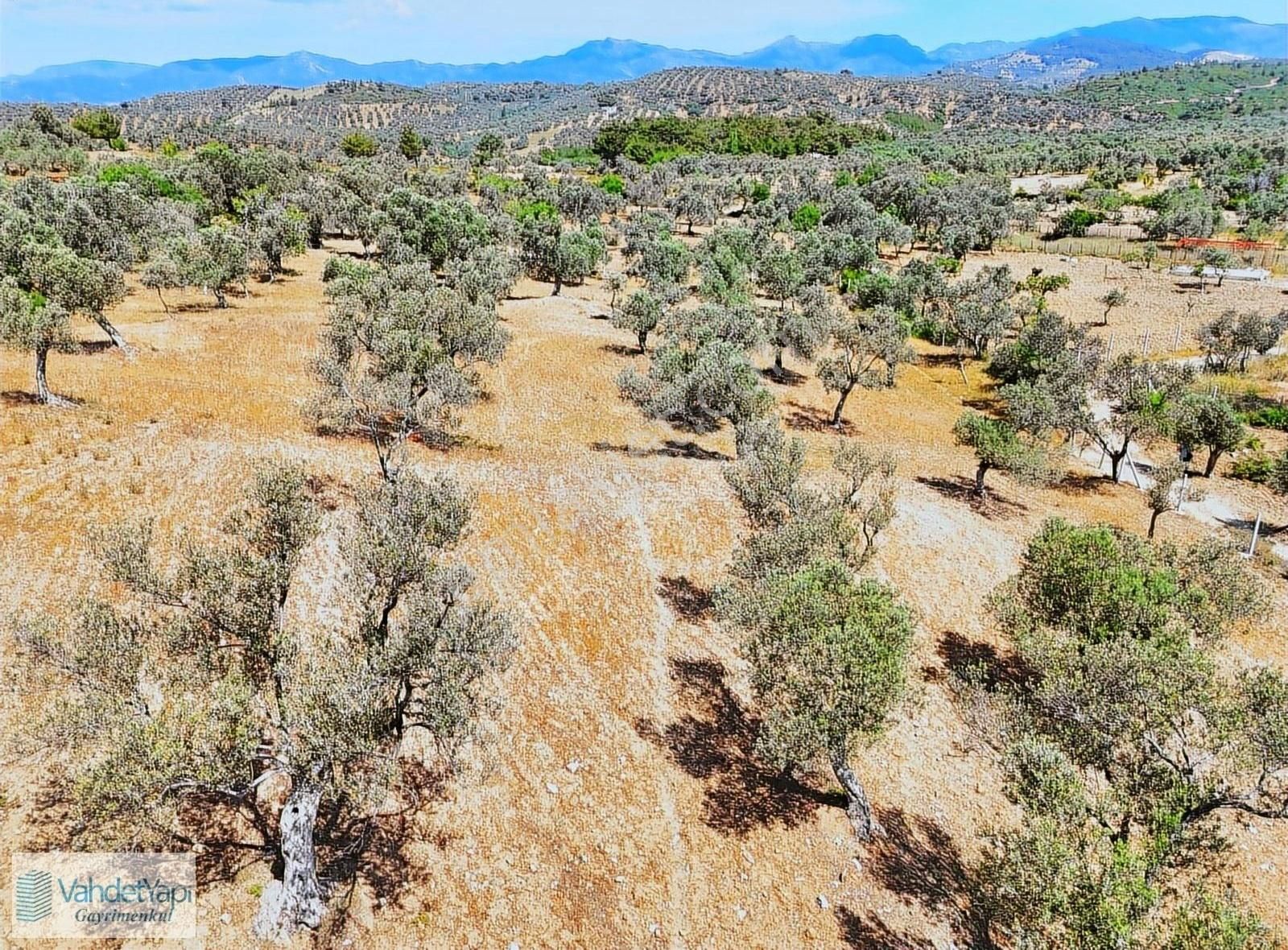 Vahdet'ten Tepeoba'da 5.013 M² Yatırım Fırsatı Satılık Zeytinlik - Görsel 5