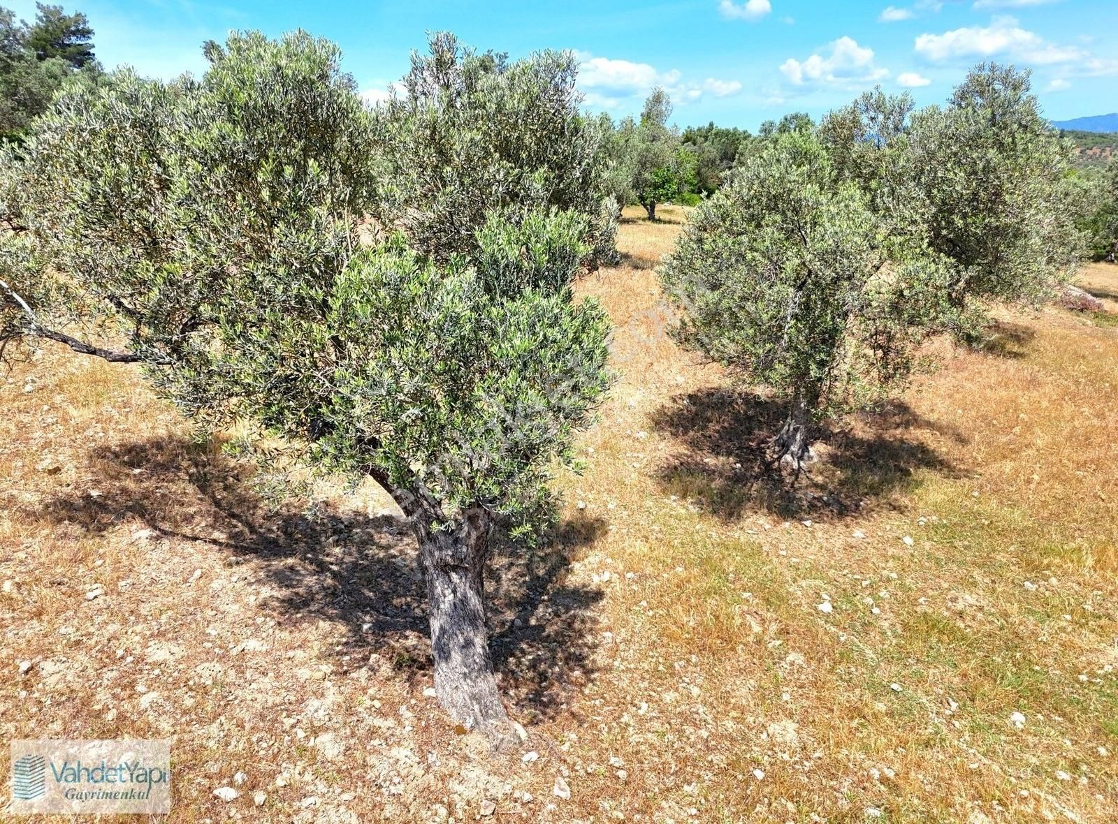 Vahdet'ten Tepeoba'da 5.013 M² Yatırım Fırsatı Satılık Zeytinlik - Görsel 15