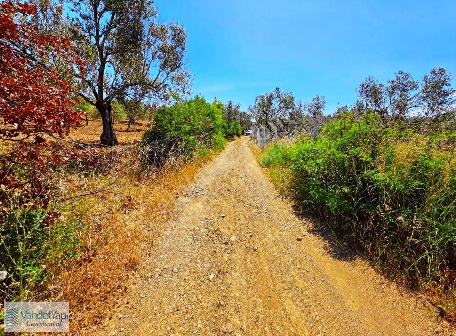 Vahdet'ten Tepeoba'da 5.013 M² Yatırım Fırsatı Satılık Zeytinlik - Görsel 33