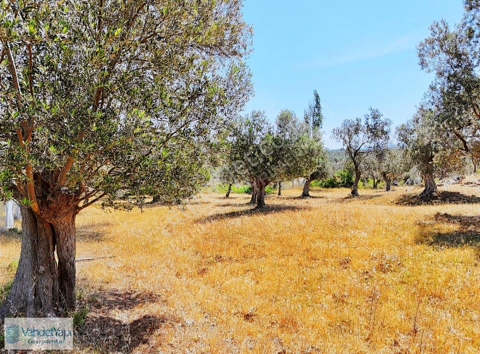 Vahdet'ten Tepeoba'da 5.013 M² Yatırım Fırsatı Satılık Zeytinlik - Görsel 26