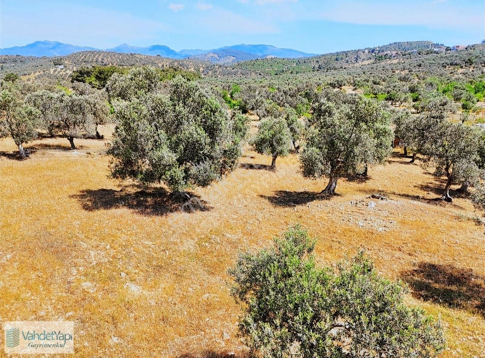Vahdet'ten Tepeoba'da 5.013 M² Yatırım Fırsatı Satılık Zeytinlik - Görsel 6