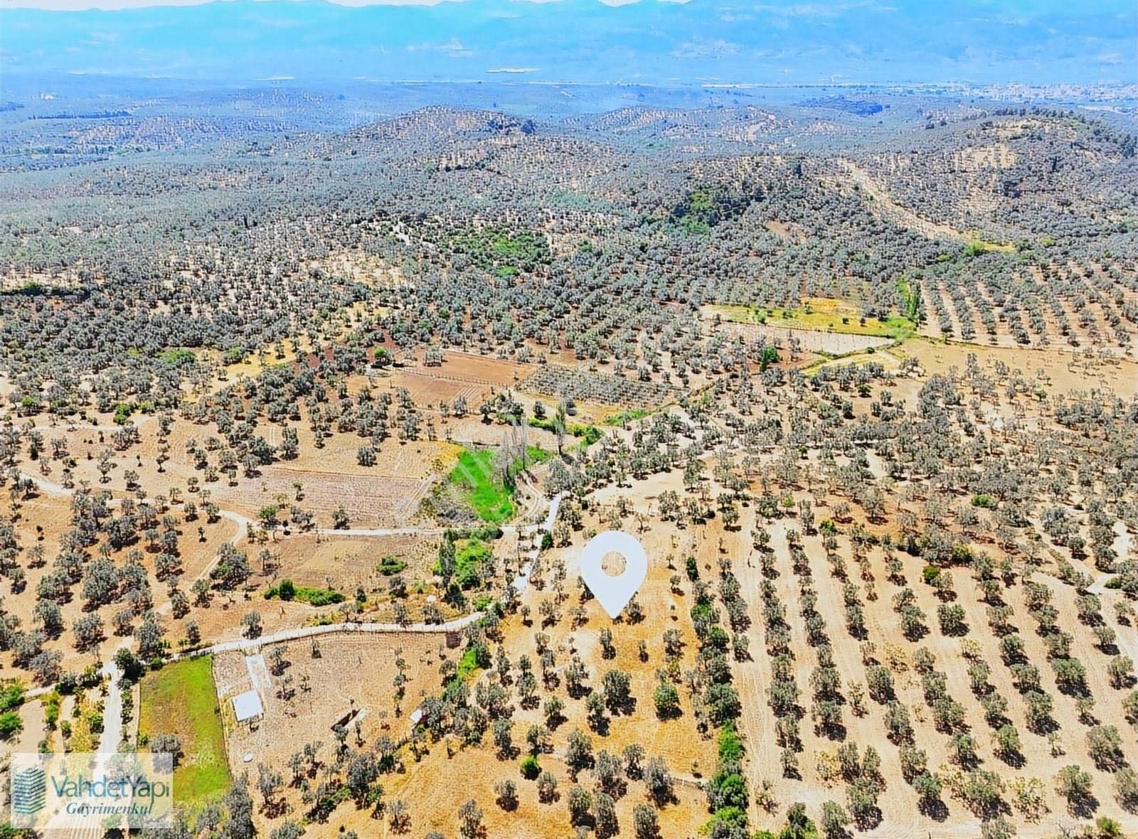 Vahdet'ten Tepeoba'da 5.013 M² Yatırım Fırsatı Satılık Zeytinlik - Görsel 7
