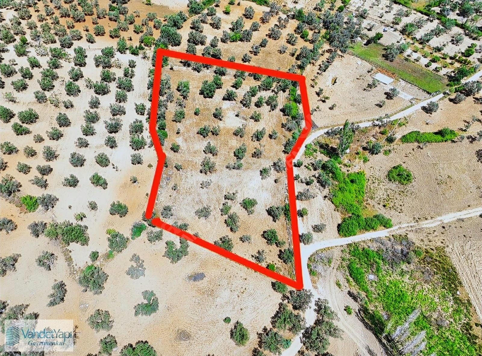 Vahdet'ten Tepeoba'da 5.013 M² Yatırım Fırsatı Satılık Zeytinlik - Görsel 24