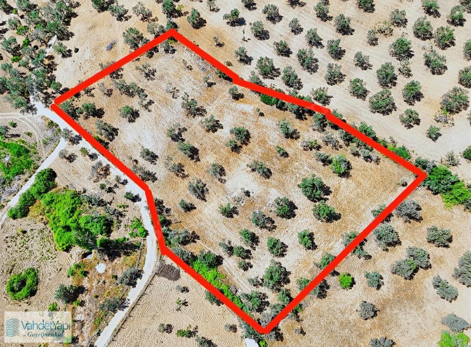 Vahdet'ten Tepeoba'da 5.013 M² Yatırım Fırsatı Satılık Zeytinlik - Görsel 11