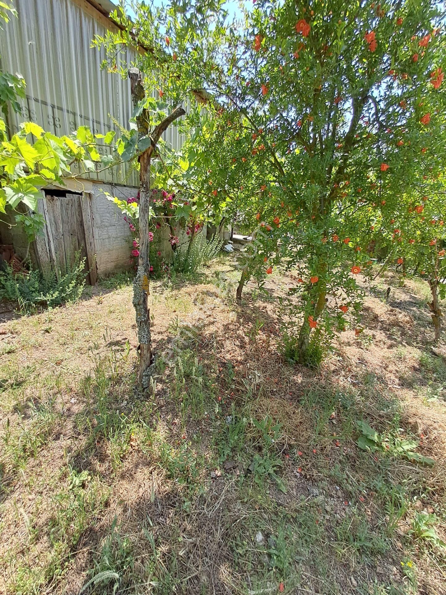 Çanakkale Yenice Umurlar Köyü 1140 M2 Bahçeli Satılık Müstakil Ev - Görsel 33