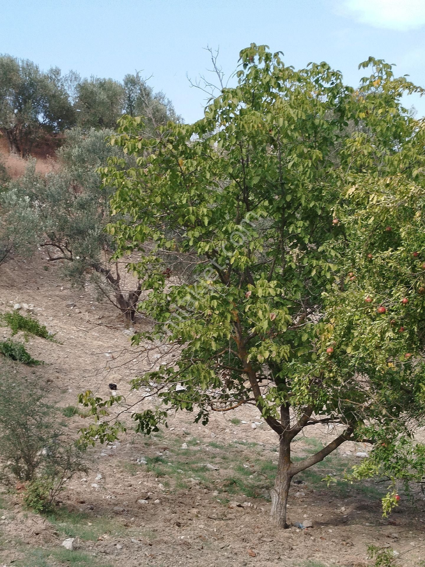 Tarihi Köyde Zeytinlik - Görsel 13